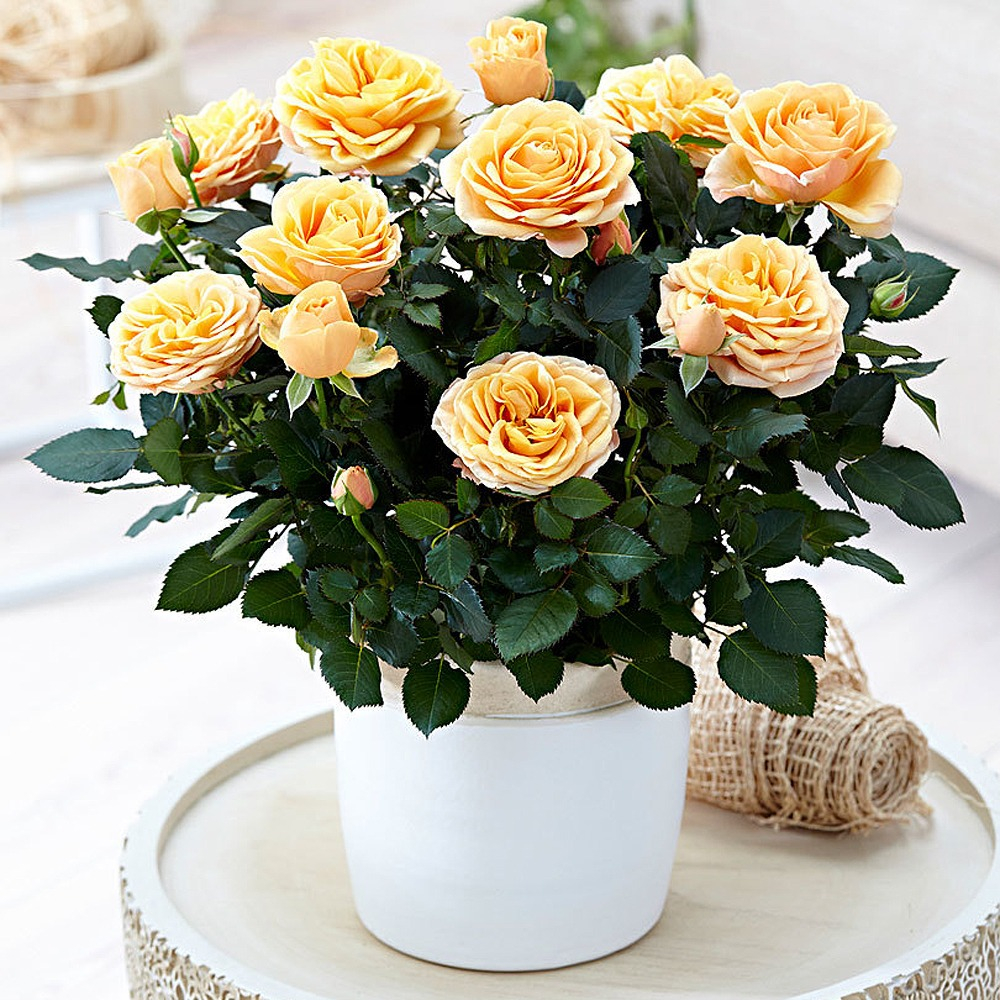 Как заказать прекрасные цветы с быстрой доставкой по Краснодару: руководство от профессионалов